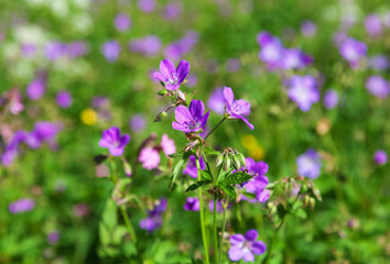 Fototapeta premium woodland geranium flowers
