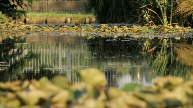 slow motion di rondine che plana su stagno a caccia in un tramonto estivo5