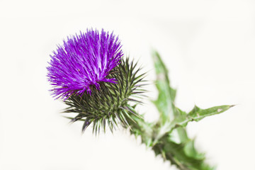 Blossoming beautiful flower with burdock prickles on a white background