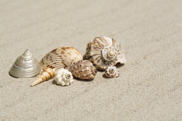 Shells from all the seas of the world on a beautiful wavy sand