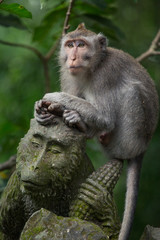 Naklejka na ściany i meble monkey in the Sacred Monkey Forest Sanctuary,Mandala Wisata Wenara Wana,Bali,Indonesia