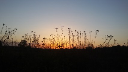 Полевые травы на фоне заката