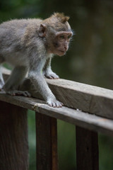 monkey in the Sacred Monkey Forest Sanctuary,Mandala Wisata Wenara Wana,Bali,Indonesia