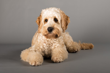 fotoshooting cockerpoo