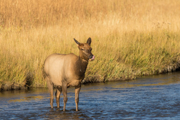Cow Elk in River