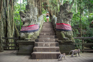 monkey in the Sacred Monkey Forest Sanctuary,Mandala Wisata Wenara Wana,Bali,Indonesia