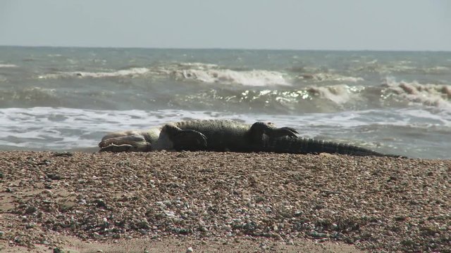 Dead alligator lying on beach beside turbulent waters after a hurricane