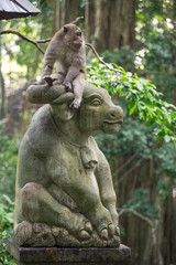 Obraz premium monkey in the Sacred Monkey Forest Sanctuary,Mandala Wisata Wenara Wana,Bali,Indonesia