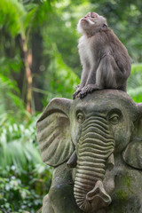 monkey in the Sacred Monkey Forest Sanctuary,Mandala Wisata Wenara Wana,Bali,Indonesia