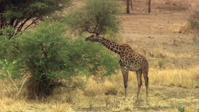 Giraffe browsing on African thorn bush