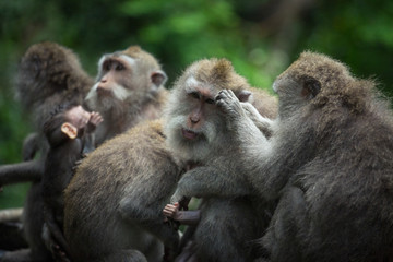 Naklejka na ściany i meble Family of long-tailed macaque (Macaca fascicularis) in Sacred Monkey Forest, Ubud, Indonesia