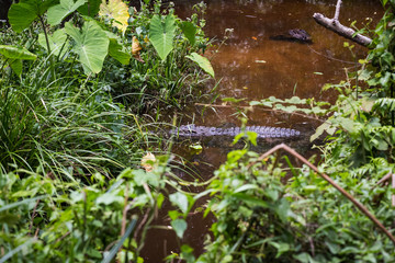 crocodile in swamp