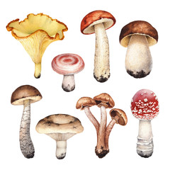 Watercolor illustrations of mushrooms