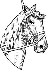 Horse head vintage illustration