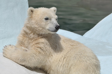 Fototapeta na wymiar Белый медведь лежит.