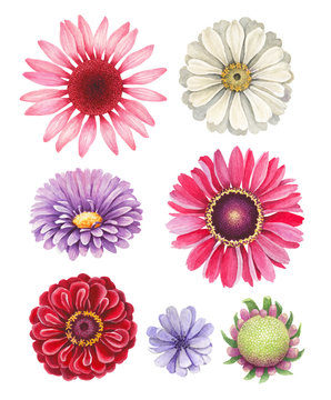 Watercolor illustrations of flowers