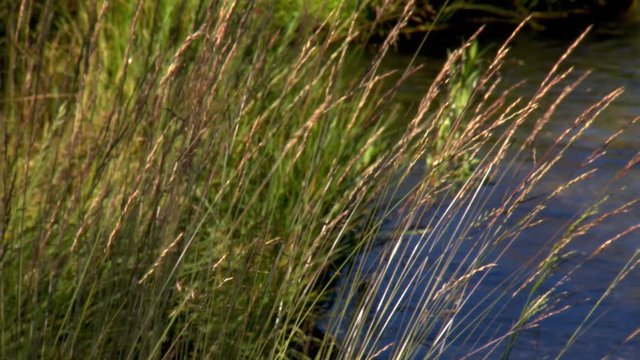 Close view of stream-side grasses almost filling frame
