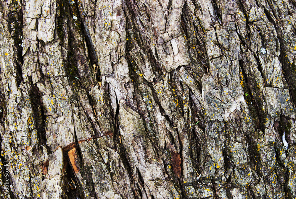 Wall mural bark of tree