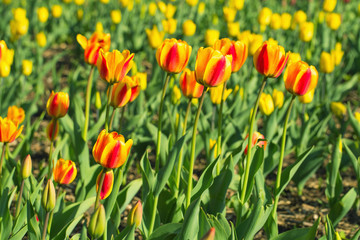 Obraz premium blooming tulips