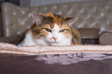 недовольный кот