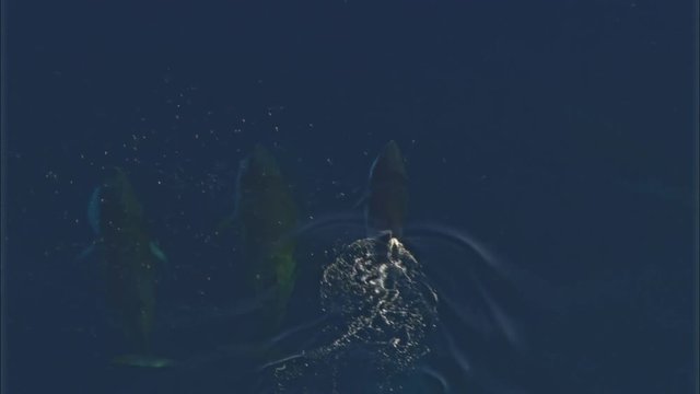 Whales swimming
