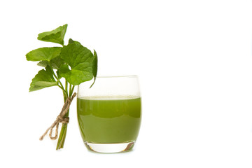 Gotu kola's leafs drink ,gotu kola leafs on white background