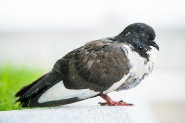 Close up of Black and white Pigeon or Dove sleeping in garden. The large bird genus stout-bodied, often referred to as the typical pigeons.

