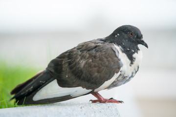 Close up of Black and white Pigeon or Dove rest in garden. The large bird genus stout-bodied, often referred to as the typical pigeons.

