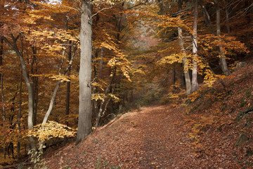 Hiking path near Diemelsee in autumn.