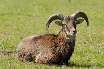 Resting male mouflon sheep, warm spring weather
