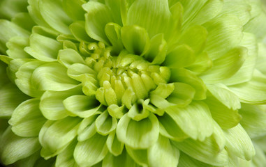 Close-up macro green flower chrysanthemum