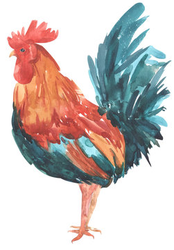 Watercolor Farm Bird Rooster Hand Painted Illustration isolated