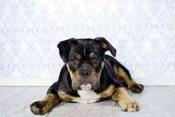 Portrait von einem süßen Old English Bulldog Welpen, der mit ausgebreiteten Pfoten auf einem weißen Holzboden liegt.