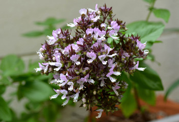 Fresh basil flower bush - selective focus