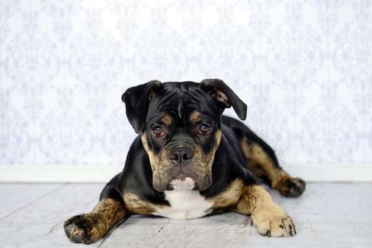 Old English Bulldog Photos Royalty Free Images Graphics Vectors Videos Adobe Stock