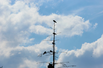 Five black crows perched on an old dead tree