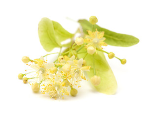 lime blossom isolated
