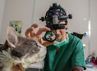 Ophtalmologie vétérinaire, il est possible de traiter et ainsi préserver les yeux des animaux...