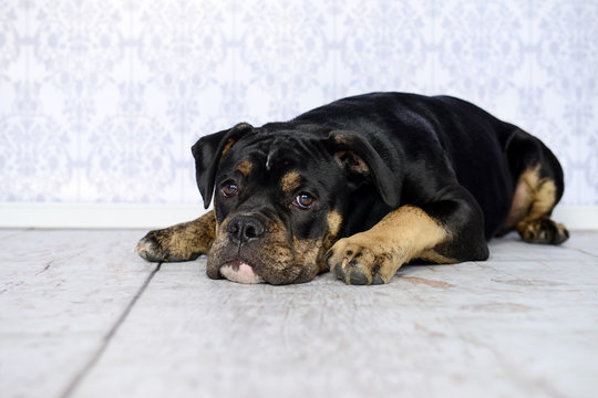 Portrait von einem Old English Bulldog Welpen, der seinen Kopf auf einem weißen Holzboden abgelegt hat mit direkten Blick zum Betrachter.