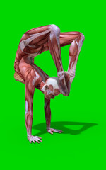3D digital render of a scorpion pose female anatomy figure with muscles map isolated on green background, yoga pose