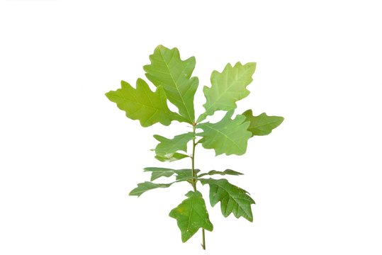 piccola quercia