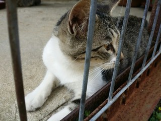 철장안에 고양이