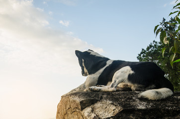 Dog looking at epic view from top mountain
