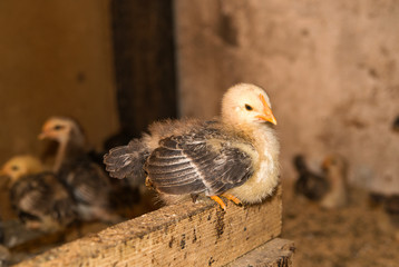 Chick sitting on a perch in the coop