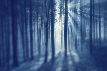 Fantasy creative blue blurry forest tree landscape with sun rays. Blur filter effect used.