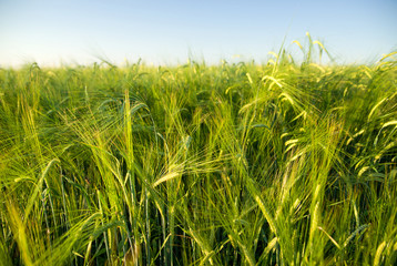 Ears of wheat growing on the field