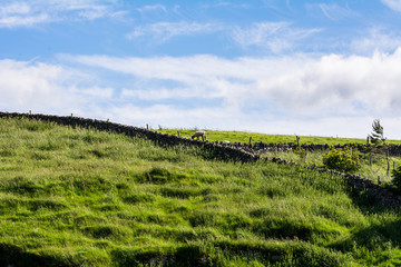 Fototapeta premium Sheep grazing out in the field, farmland landscape