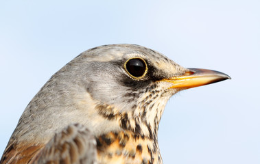 Birds of Europe and World - Fieldfare