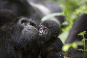 Portrait of wild free roaming mountain gorilla