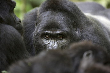 Portrait of wild free roaming mountain gorilla